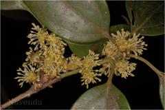 Neolitsea scrobiculata